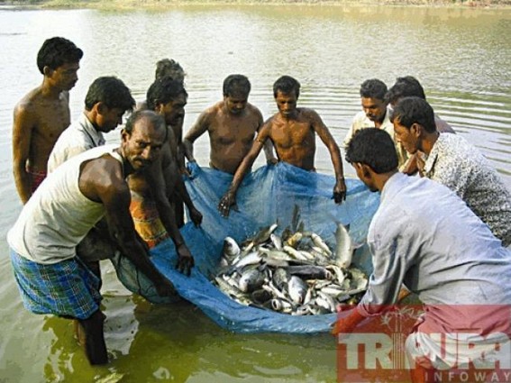 Kamalpur: Price hike hits fish markets on the occasion of Makar Sankranti 